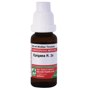  Epigaea R.  2x