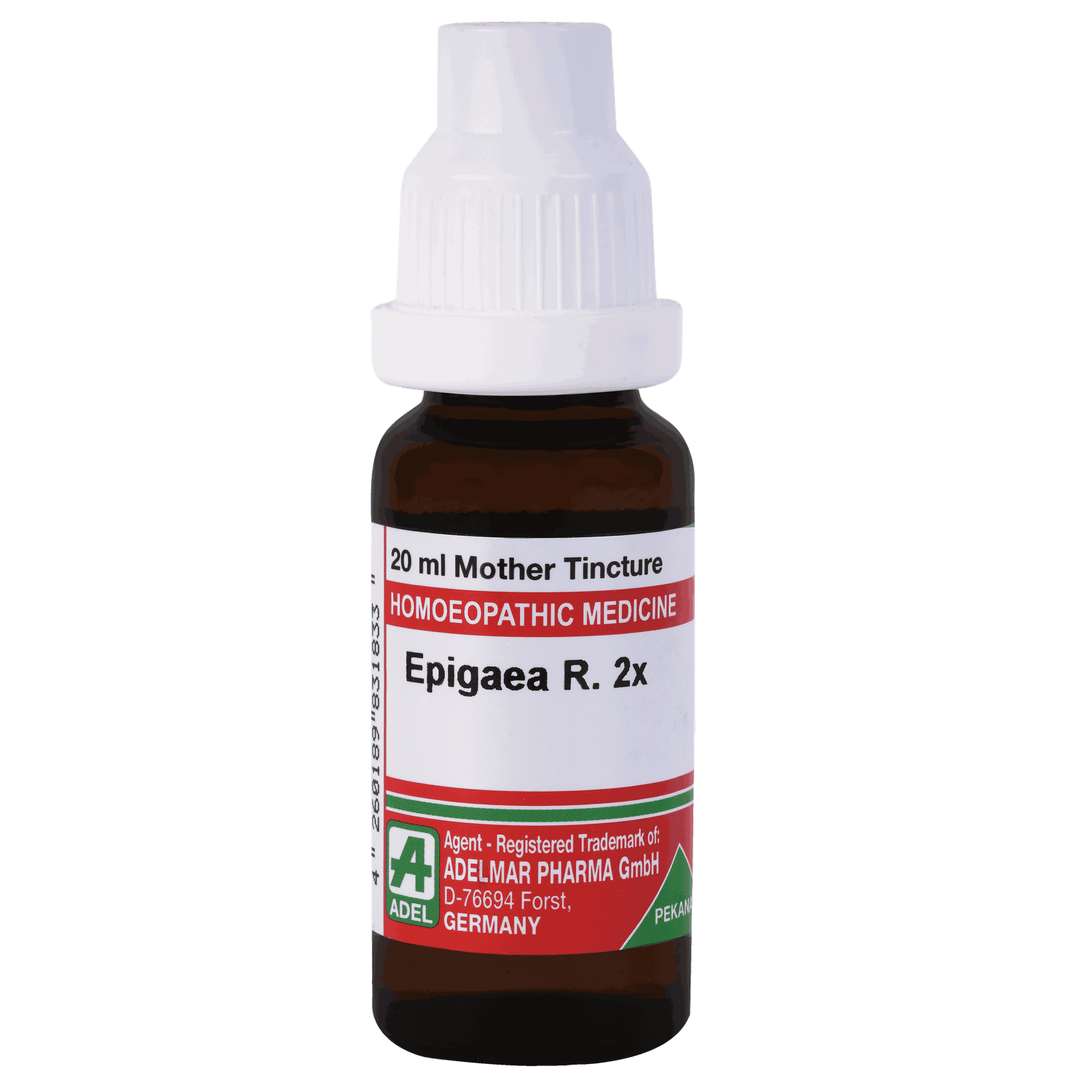  Epigaea R.  2x